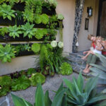 Cómo las plantas en la pared pueden transformar el espacio y mejorar la calidad de vida