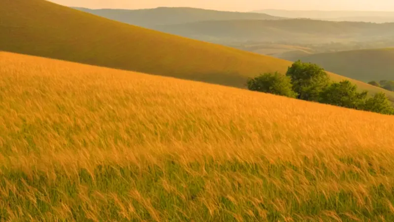 Silueta solitaria en plantación al atardecer