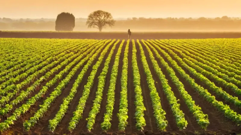 Una figura cultiva el campo al amanecer