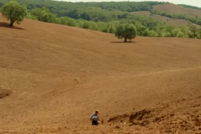 Una persona planta un nuevo bosque